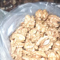 گردو ایرانی ۱۴۰۴ الموت بالای ۵۰۰گرم مغز|خوردنی و آشامیدنی|محمدیه-قزوین, |دیوار