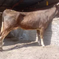 گاو قربانی سیمینتال ۴دندان چاق چاق کشیده گوساله