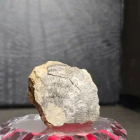 پنج عدد فسیل چند میلیون ساله|کلکسیون اشیاء عتیقه|دماوند, دماوند|دیوار