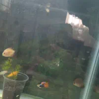 دیسکس ۱/۵اینچی