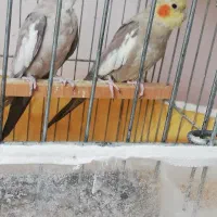 عروس هلندی مولد وایت فیس و اهویی با قفس لوازم|پرنده|تهران, تهرانپارس شرقی|دیوار