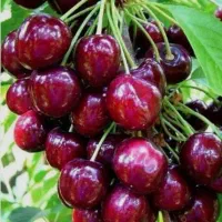 آلبالو گوشواره ای بهترین برای کاشت|خدمات باغبانی و درختکاری|لاهیجان, قیام|دیوار