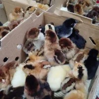 جوجه رنگی و گلپایگان (محلی )