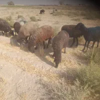 فروش میش وبره|حیوانات مزرعه|جوادآباد, |دیوار