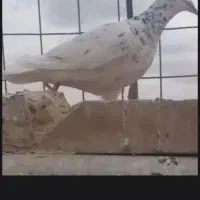 نه تا کفتر فروشی