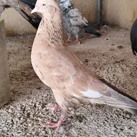 جفت کله ای برنجی ماده|پرنده|اهواز, ۲۴ متری|دیوار