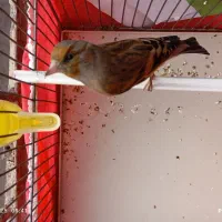 جوجه سهره قناری