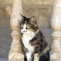 پرشین پشمالو