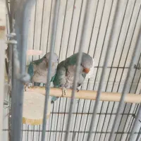 جفت طوطی  راهب مولد درجه یک