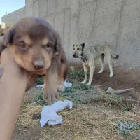 واگذاری سگ سرابی