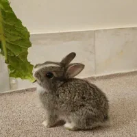 خرگوش|موش و خرگوش|ورامین, ورامین|دیوار