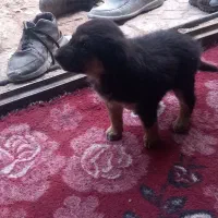 سک باعال سالم|سگ|زارچ, |دیوار