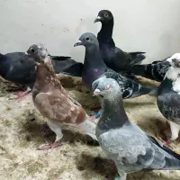 چند عدد جوجه پلاکی