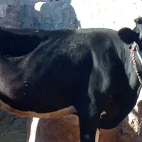 گاو شیری|حیوانات مزرعه|شباب, |دیوار