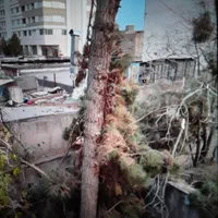 خرید چوب و قط درختان داخل منزل با اره برقی|خدمات باغبانی و درختکاری|مشهد, آیت الله کاشانی|دیوار