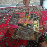 مرغ عشق|پرنده|کرمانشاه, |دیوار
