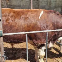 گوساله چاق سیمینتال