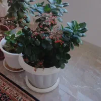 فروش گل و گلدان