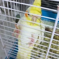 عروس هلندی