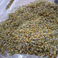 گل بابونه برای فروش دارم