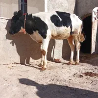 گوساله ی ماده