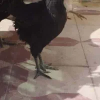 جوجه خروس ایام سمانی و آراکانا|حیوانات مزرعه|شیراز, کوشک میدان|دیوار