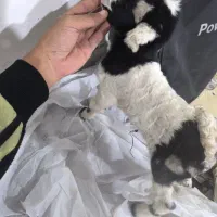 ۴ تا بز دوتا بزغاله