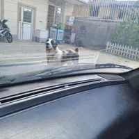 سگ آلابای جوان