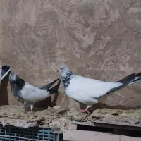 کفتر کله دمسبز|پرنده|نورآباد, |دیوار