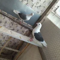 کفتر|پرنده|مشهد, کوی سیدی|دیوار