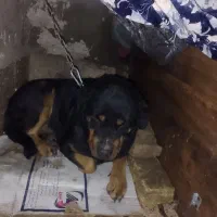 سگ روت وایلر