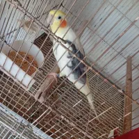 عروس هلندی نر دو کت