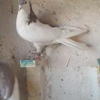 کبوتر پرشی|پرنده|قائن, |دیوار