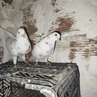 کبوتر پرشی|پرنده|گرگان, |دیوار