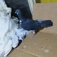 کبوتر قاره نر پرشی مفلق ازبلندی گرفتم|پرنده|تهران, مولوی|دیوار