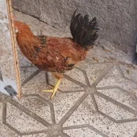 خروس بالغ