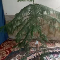 گل‌کاج‌فروشی
