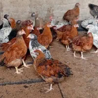 جوجه گلپایگانی 70 روزه درشت سرحال