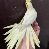 عروس هلندی لوتینو ماده لوتینو زعفرنی رام آلبینو|پرنده|تهران, شکوفه (عبدل آباد)|دیوار