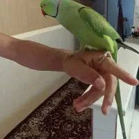 یک عدد طوطی سخن گو خیلی خیلی رام