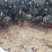 خروس امروک اصل جوجه امروک اصیل تخم مرغ  نطفه دار|حیوانات مزرعه|مشهد, میان ولایت|دیوار