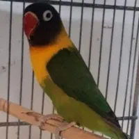 اگ دنبال پرنده رنگ خاص و پرورش پر سود هستی|پرنده|شوشتر, |دیوار