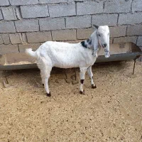 پازن پاکستانی|حیوانات مزرعه|بهبهان, |دیوار