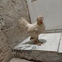 مرغ خروس سلطان|حیوانات مزرعه|شیراز, نصرآباد|دیوار