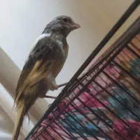 قناری|پرنده|ساروق, |دیوار