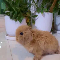 خرگوش مینی لوپ هلندی اصل فول پشم