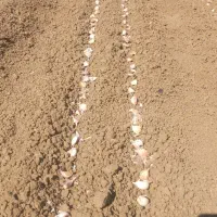 سرکارگر هستم هرکی کارکشاوزی داشت تماس بگیره