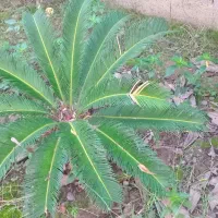 سیکاس