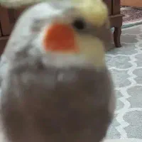 گمشده گمشده