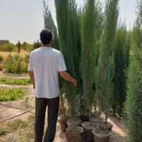 سرو شیراز سرو ناز سرو شیرازی سروشیراز|خدمات باغبانی و درختکاری|شیراز, شهرک بزین|دیوار